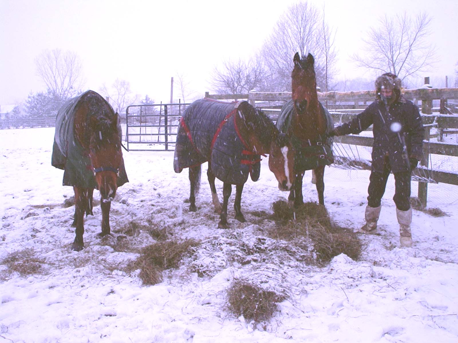 Feeding the horses