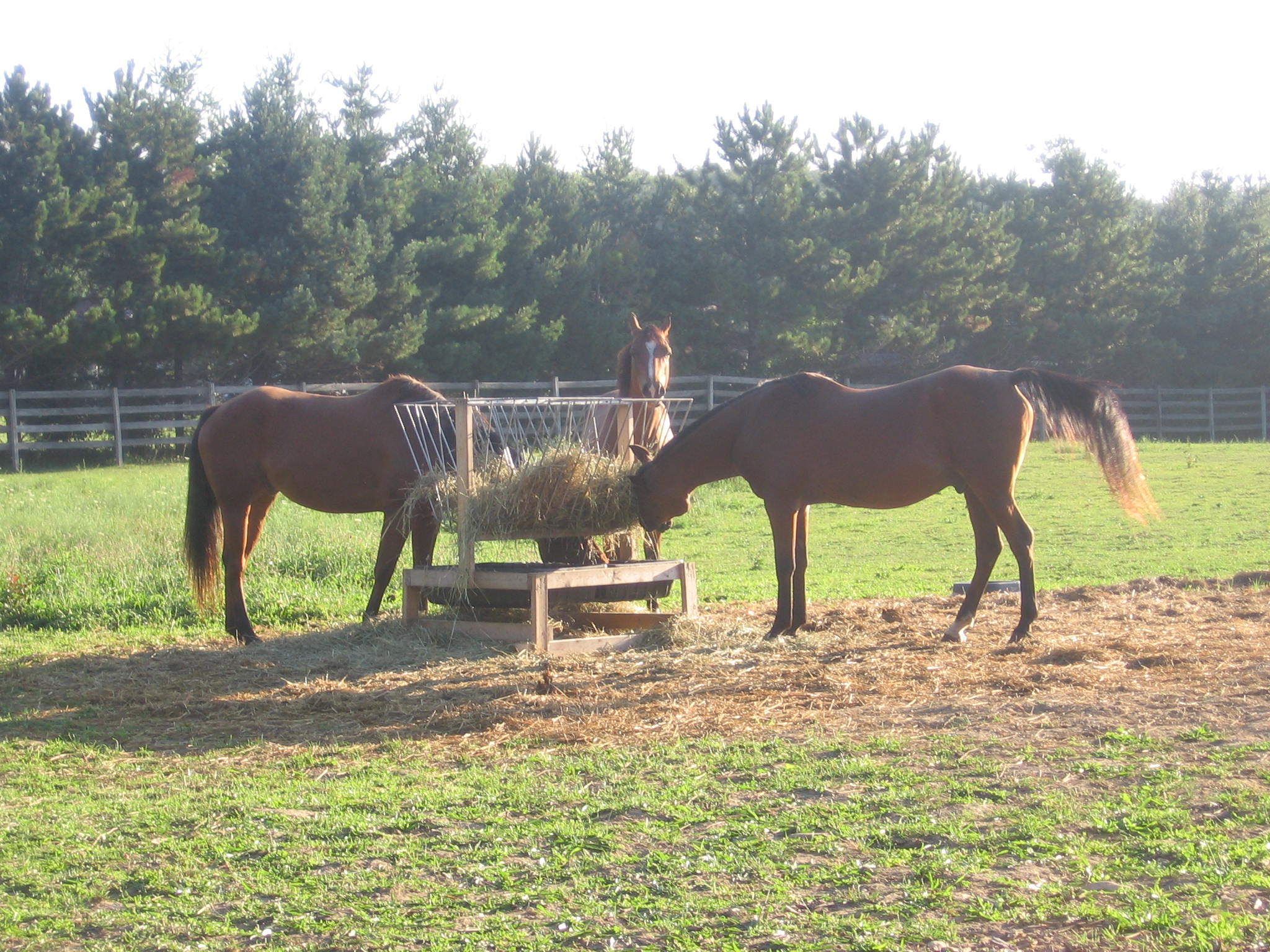 Feeding the horses